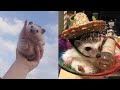 Funny and cute hedgehogs  hedgehog compilation 