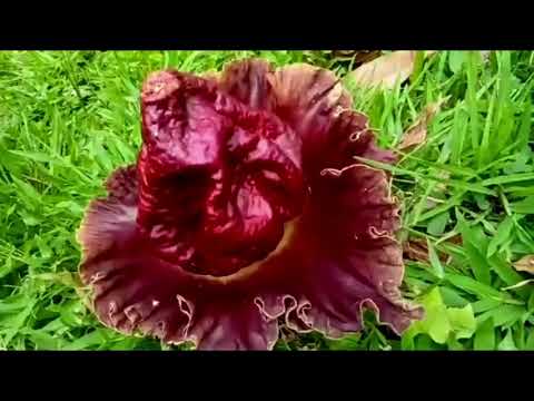 Video: Malaking Bulaklak Na Digitalis (22 Mga Larawan): Paglalarawan Ng Malalaking Bulaklak Na Digitalis, Pagtatanim At Pangangalaga