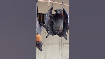 Thumbnail of Have you wonder howBat dropp and urine  - Bats and health #animals #bats #birds