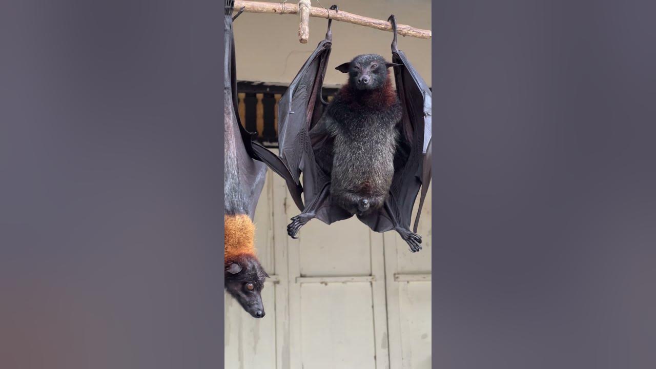 Have you wonder howBat dropp and urine  - Bats and health #animals #bats #birds