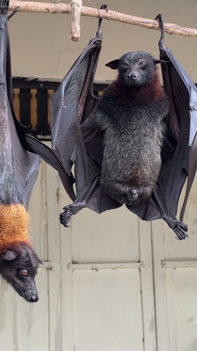 Have you wonder howBat dropp and urine  - Bats and health #animals #bats #birds
