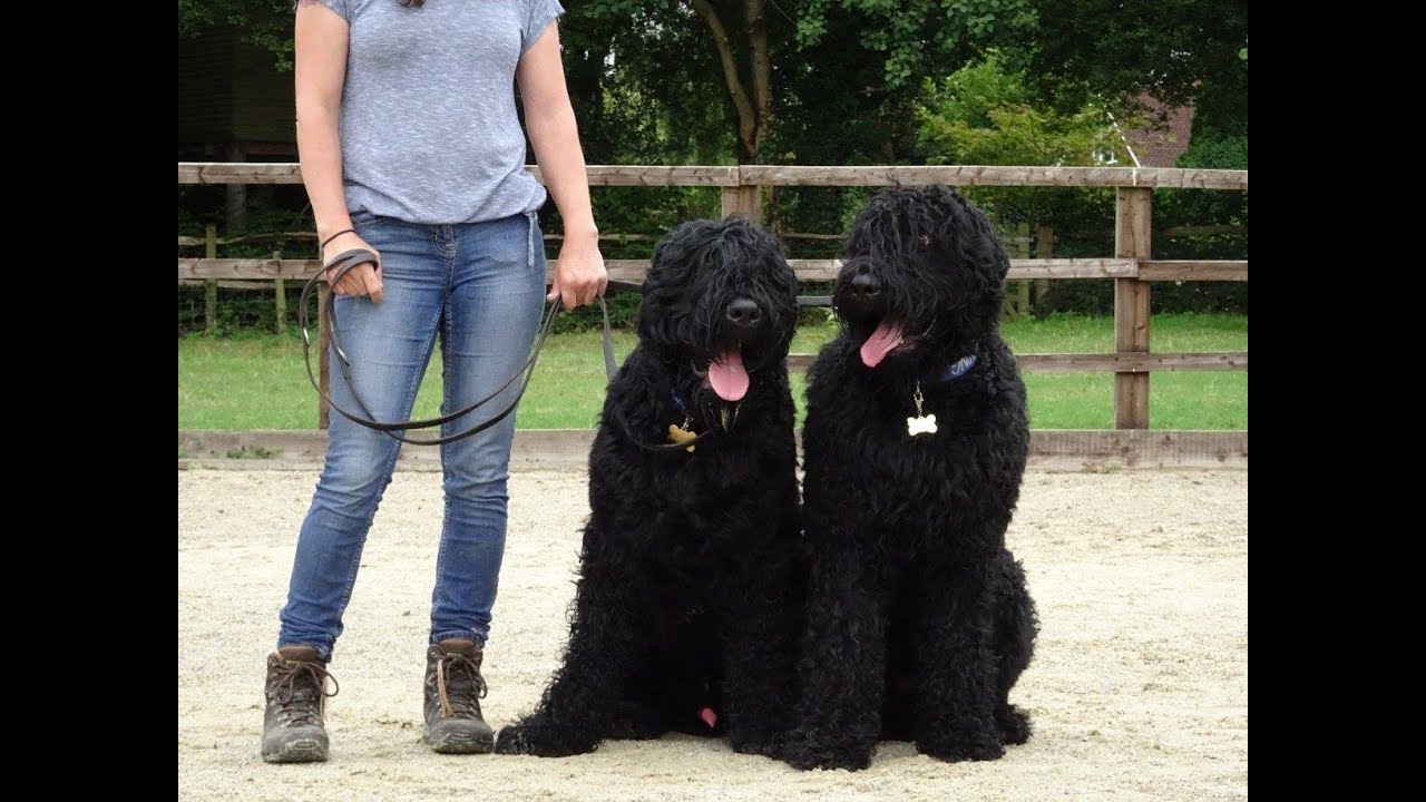 black russian terrier aggression