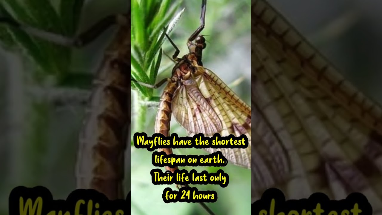 🔥🔥shortest lifespan on earth 🔥🔥