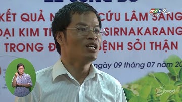 Thời sự HTV9: TÁC DỤNG CỦA CÂY KIM TIỀN THẢO TRONG ĐIỀU TRỊ SỎI THẬN