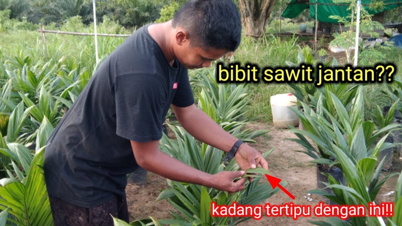 PASTI BISA!!! TRIK MUDAH dan CEPAT MEMBEDAKAN BIBIT AFKIR dan NORMAL!!!