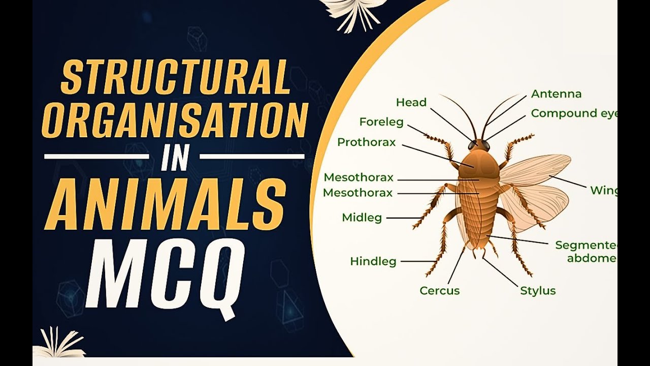 Structural Organisation in Animals MCQ for NEET 2025 Biology || MCQs ...