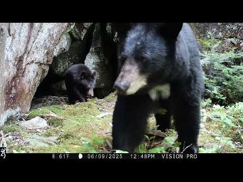 Browning Trail Cameras - Black Bear Family - Defender Vision Pro HD Cell Cam - video from Browning Trail Cameras