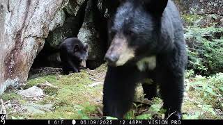 Browning Trail Cameras - Black Bear Family - Defender Vision Pro HD Cell Cam