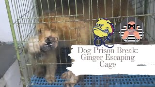 DOG PRISON BREAK:GINGER ESCAPING CAGE