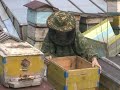 пчеловодство на Алтае