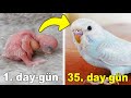 Baby Budgie 1 to 35 Day Growth Stages