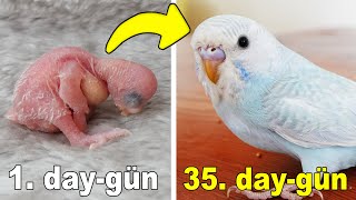 Baby Budgie 1 To 35 Day Growth Stages
