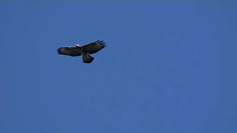 Come riconoscere una Poiana in volo?