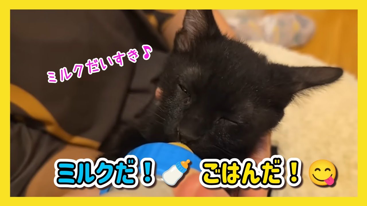🔴【にこりら】ミルクだ！ご飯だ！クッキー&クリームライブ🍪🧁