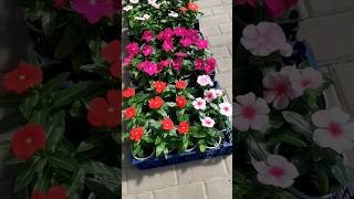 Гацания и Катарантус, красивые и неприхотливые цветы #flowers #цветы #сад #огород #дача