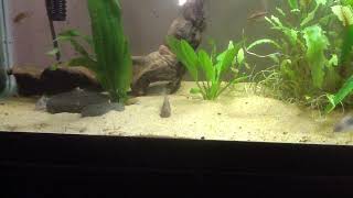 Corydoras Catfish and Loaches Digging for Food [FEESH]