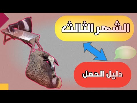 كيف تعرف أن نعجتك حامل في الشهر الثالث دليل المربي المبتدئ