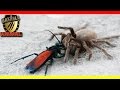 Tarantula vs Avispa | Pepsis wasp vs Tarantula | Batalla animal 2016