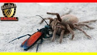 Tarantula vs Avispa | Pepsis wasp vs Tarantula | Batalla animal 2016