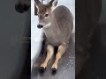 Oh dear, here we go😅😂😂#funny #cute #deer