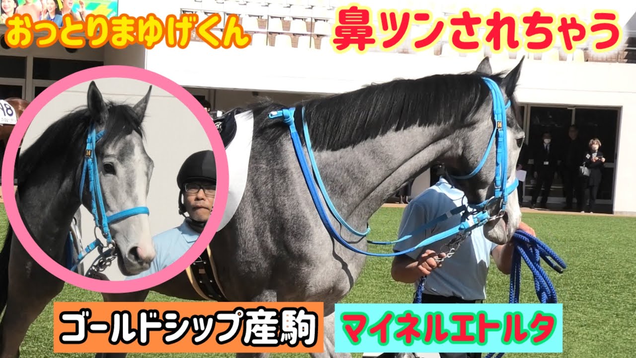 【ゴールドシップ産駒】これが本当の草食系男仔？おっとりすぎて鼻ツンされちゃうマイネルエトルタ