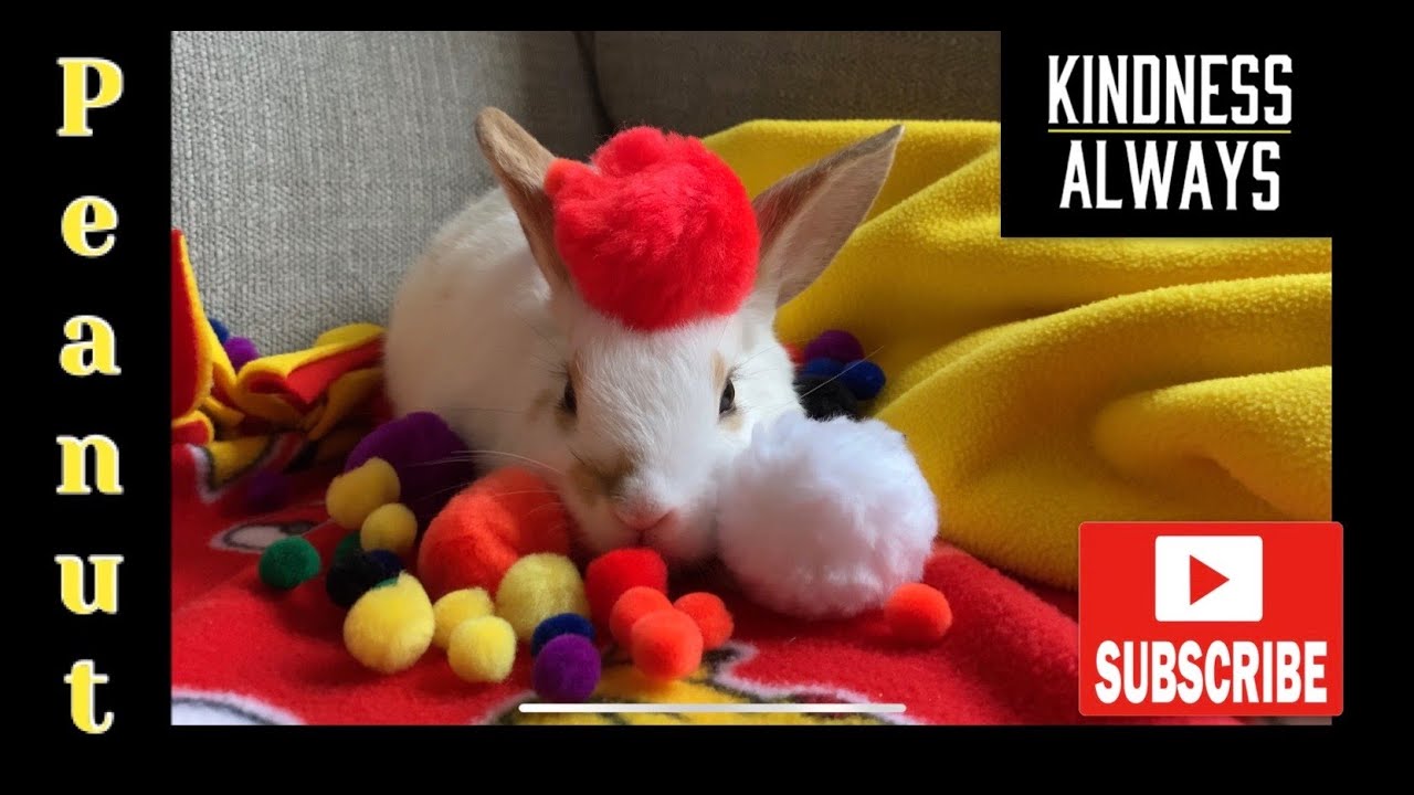 (Peanut) The Cute And Funny Baby Bunny | Ep. 6 | Kindness Always With ...