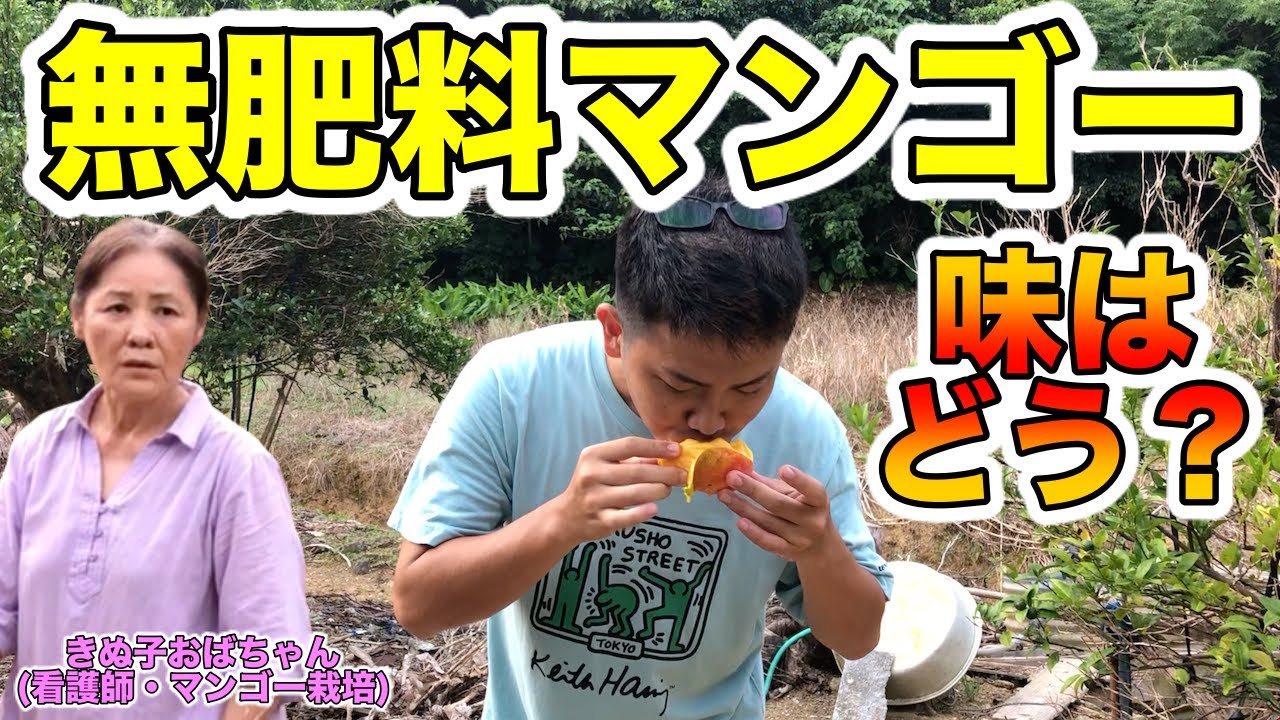 自然マンゴー きぬ子おばちゃんの無農薬 無肥料のマンゴー園に遊びに行った 美味しかった Youtube