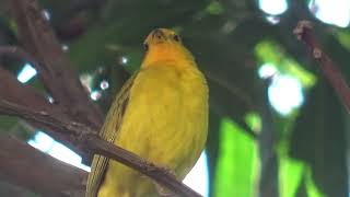 Canário da terra cantando muito 11