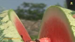 Smart Farm: Watermelon Farming