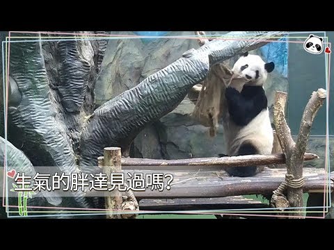 《熊貓早晚安》生氣的胖達見過嗎？ | iPanda