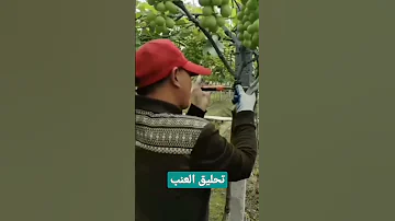 طريقة تحليق العنب Grape Green Gardening 