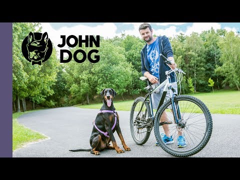 Wideo: Jak Przyczepić Psa?
