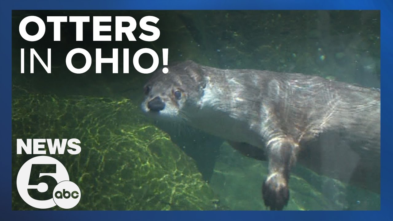 River otter spotted in Cleveland Metroparks means good things for