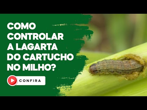 Vídeo: Qual gene controla a broca do milho?