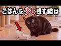 猫がごはんをちょっとだけ残す理由7選を獣医師が解説します
