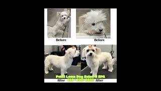 let`s go Point Loma Dog Salon N SPA for your Dog Grooming.