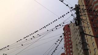 Голуби на проводах / Pigeons on the wire