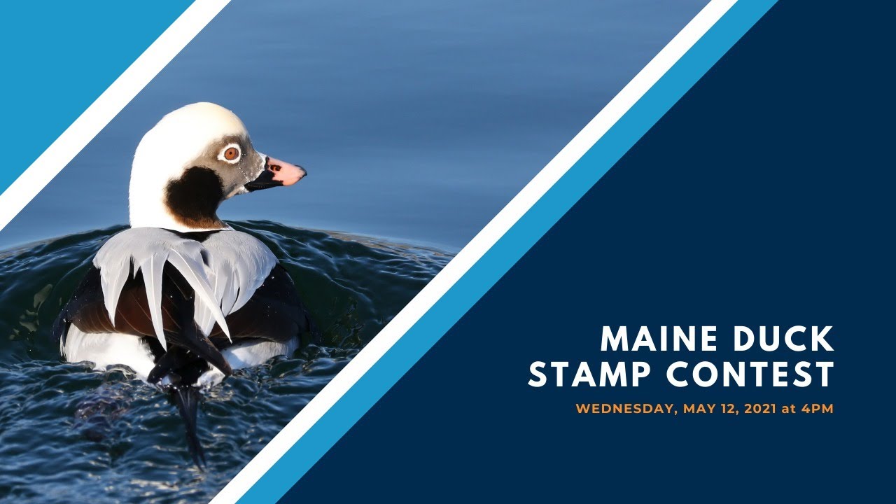 2021 Maine Duck Stamp Contest YouTube