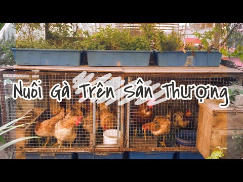 Video: Làm thế nào để nuôi gà trong sân sau của bạn