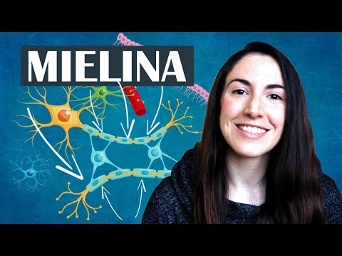 Qué es la mielina —El diccionario del cerebro