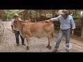 ¿Cuál es la preparación del ejemplar brahman para exposiciones? - La Finca de Hoy