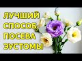 Как вырастить эустому из семян. Правильный посев эустомы. ЛУЧШИЙ СПОСОБ ОТ АГРОНОМА!