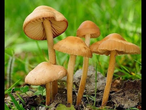ГРИБЫ ОПЕНОК ЛУГОВОЙ ВОЗЛЕ ДОМА #грибы #опята #сборгрибов #mushrooms