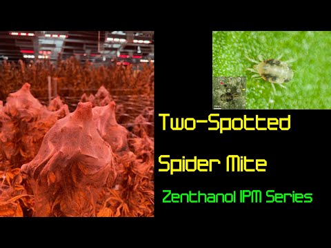 Video: Tweevlek-spinnekopmytbeheer: wenke oor die behandeling van tweevlekmyte op plante