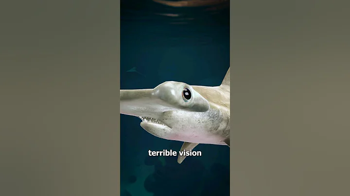 How A Hammerhead Shark Sees 🤨