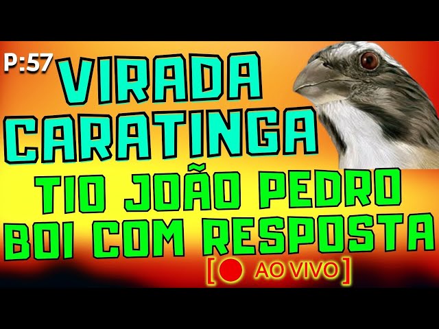 🔴Trinca-Ferro. Tio João Pedro boi com Resposta Virada Caratinga com Resposta. class=