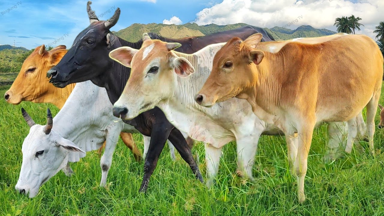 Sapi Lembu jinak Berkeliaran Berlari-larian di ladang rumput ramai ...