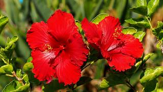 Two Hibiscus Blooms 4K