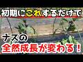 【なす】初期に〇〇するだけで成長が変わる方法を紹介します。【家庭菜園】