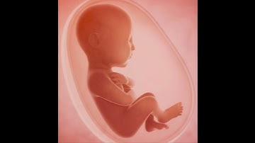 Baby gets finger prints - Amazing fact:47 #shorts#youtube shorts #tips #embryo #fingerprints